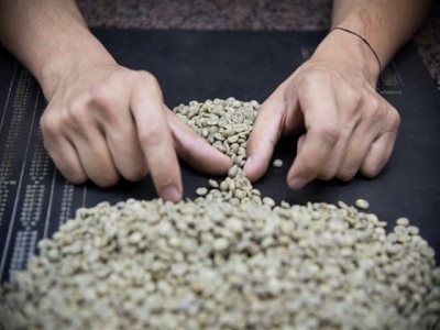 Sản xuất cà phê Nepal sụt giảm dù tiềm năng thị trường cao