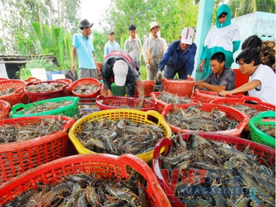 Price of shrimp continues rising