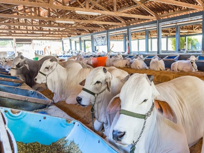 Brazil: Brewers grains use could reduce cattle feed costs