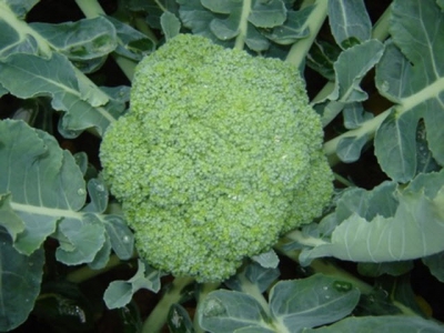 5 loại rau củ trồng vào vụ thu đông