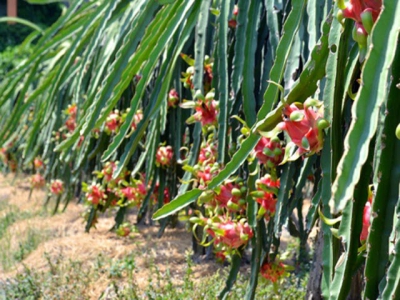 Nông dân Long An trồng thanh long công nghệ cao