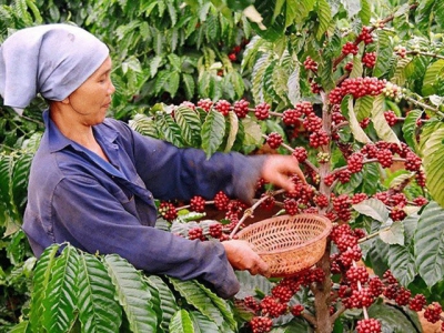 Vietnam cannot earn big money from its coffee exports