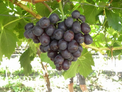 South African company to export fresh grapes to Việt Nam