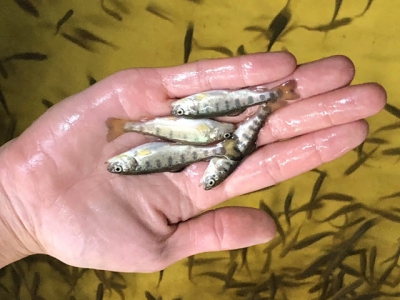 Essential oils shown to improve trout performance