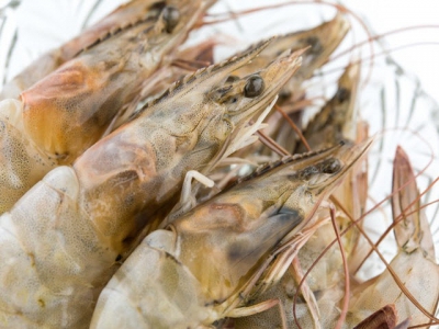 Fish-oil-free shrimp diets may benefit from DHA additive inclusion