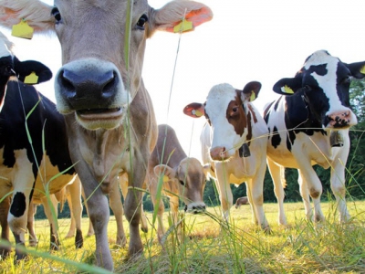 Methane cutting efforts shift focus to pasture-fed cattle