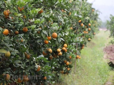 Seminar discusses organic fruit cultivation