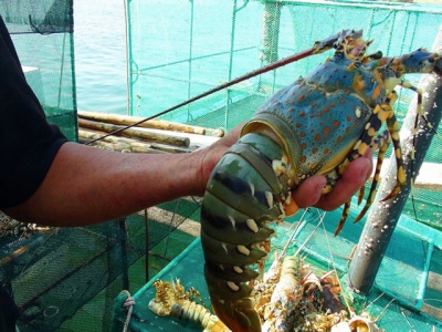 Thị trường thủy sản - tôm hùm thương phẩm giá tăng, đa dạng hàng thủy sản sang Trung Quốc