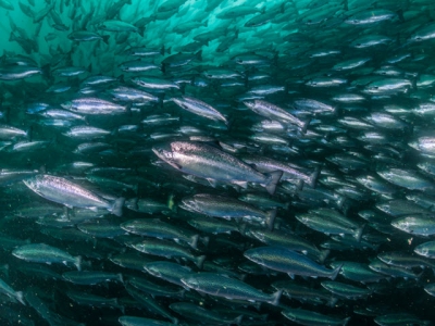Tesco encourages salmon producers to use less fishmeal and fish oil in their feeds