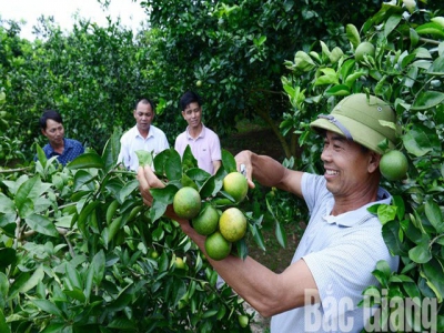 Luc Ngan focuses on intensive citrus cultivation toward export