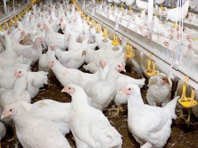 Understanding salmonella entryways in poultry may improve interventions