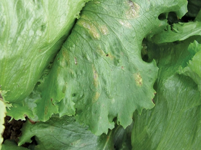 Fungal diseases of lettuce