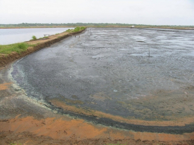 Shrimp pond preparation crucial for production, disease prevention