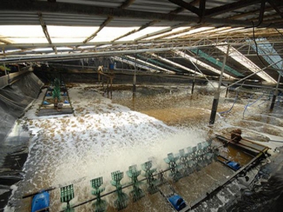 High-tech shrimp farming generates high profits in Vũng Tàu