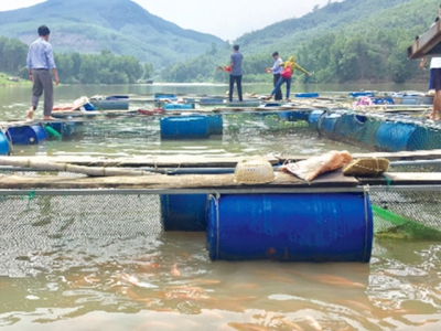 Fluctuating market fails Hà Tĩnhs shrimp farmers in the new crop