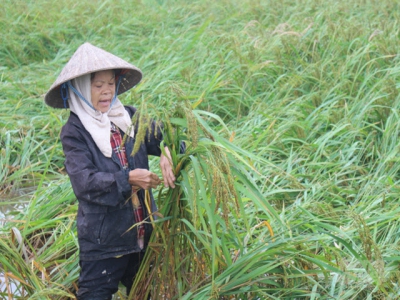 Lúa đổ hàng loạt do mưa lớn tại Nam Định