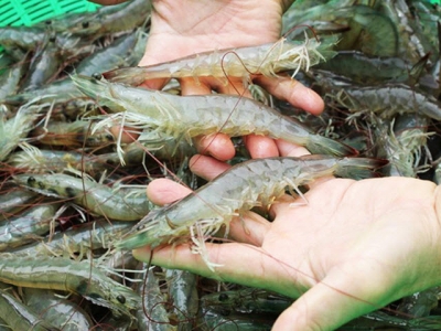 Long An - Prices of white leg shrimp in a slump