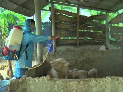 Bảo vệ vật nuôi sau lũ tại Quảng Trị