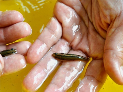 Đại học Kiên Giang nghiên cứu thành công cá dày sinh sản nhân tạo