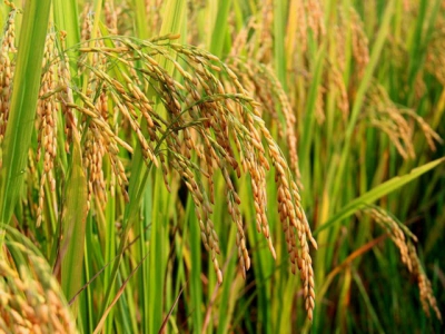 Rice industry ups production to take advantage of export opportunities