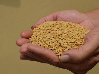 Kỹ thuật bảo quản lúa gạo Japonica luôn thơm ngon