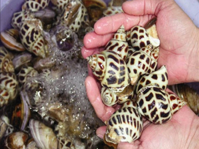 Khánh Hòa - Prices of sweet snail rise, stocking area is expanding