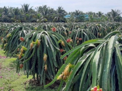 Bí quyết bón phân urê hiệu quả cho cây thanh long xuất khẩu