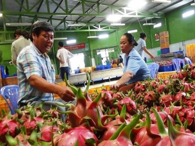 Delay in exporting fruits to the US: Businesses concerned