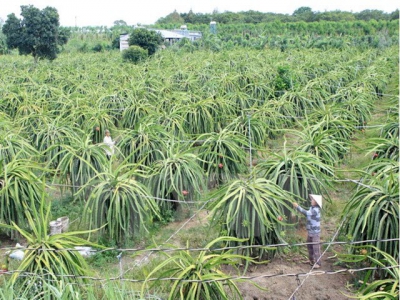 Fruit exporters seek new markets to survive pandemic