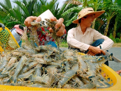 Big sized white leg shrimps are consumed slowly