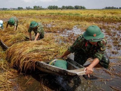 Vietnamese rice now more pricey than Thailands