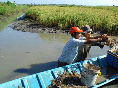 Take advantage of magrove-shrimp farming model