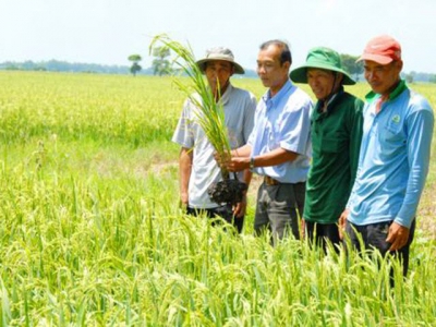Safe and sustainable rice production for a healthy soil and crop