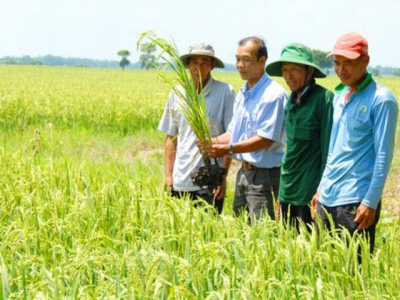 Safe and sustainable rice production for a healthy soil and crop