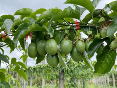 Trồng chanh dây hữu cơ hướng đến xuất khẩu