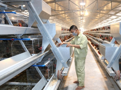 Consumption of breeding chicken faces difficulties