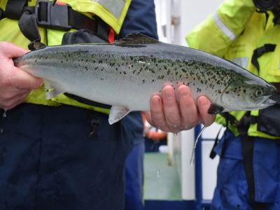 Could microalgal feeds promote sea lice resistance in salmon?
