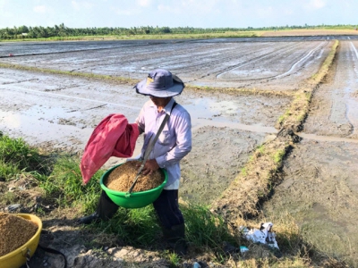 Businesses denounce the culprits causing the drop in rice prices