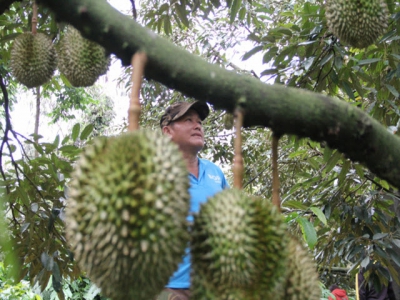 Searching of output for durian