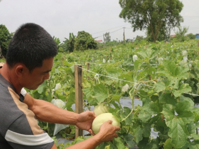 Trồng dưa hữu cơ, giá đắt nhưng lúc nào cũng cháy hàng