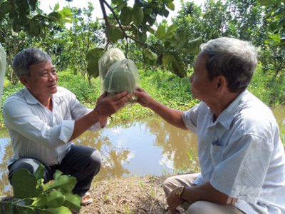 Growing lemons and grapefruits with blockchain technology for export to Europe