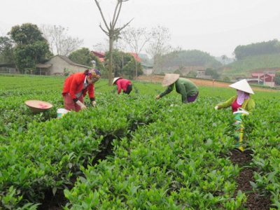Changing mindset in tea growing thanks to IPM