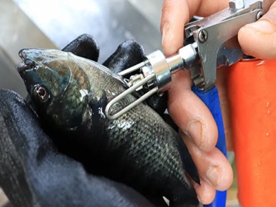 Vắc xin cung cấp cho các nhà sản xuất cá rô phi một nền tảng để tăng trưởng bền vững