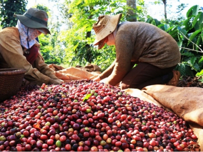 Coffee exports in July 2021 increase in value