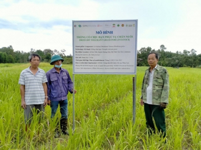 Trồng cỏ, đảm bảo thức ăn cho gia súc mùa nắng hạn