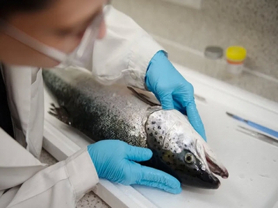 Developing a mass testing tool for fish heart diseases