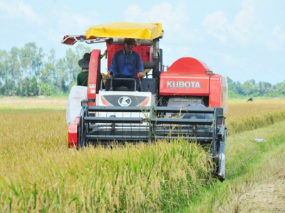 Loc Troi Group supports farmers to produce rice that meets export criteria