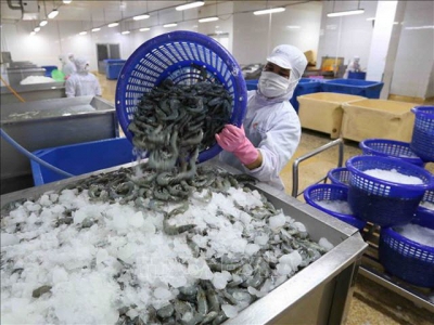 Huge opportunities for shrimp exports in the last months of the year