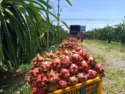 Enthusiastically shifting dragon fruit to the official export quota