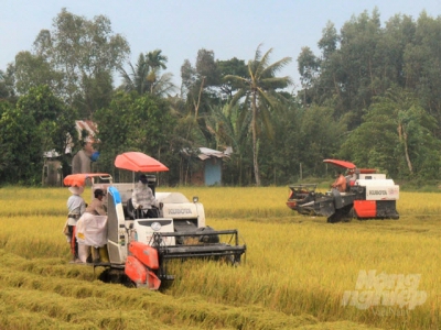 MARD proposed Government support the purchase of summer-autumn rice reserves